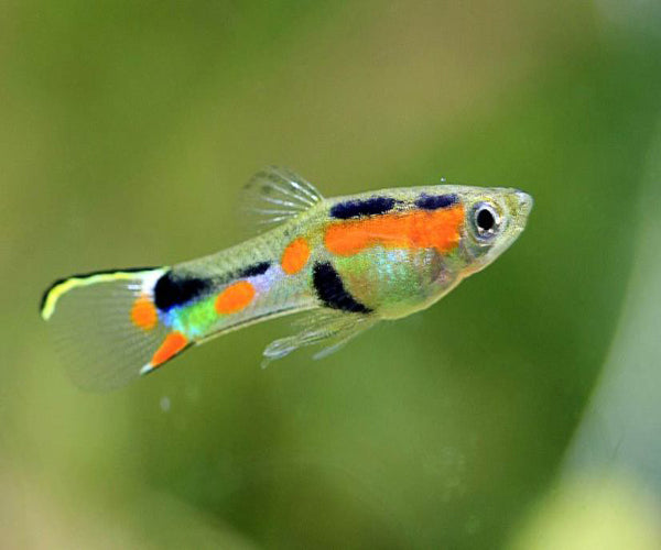 Endler Guppies