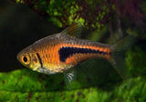 ESPEE RASBORA