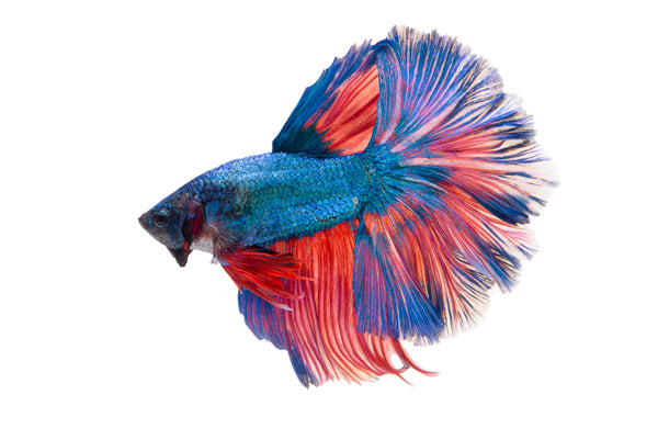 EXCLUSIVE BETTA