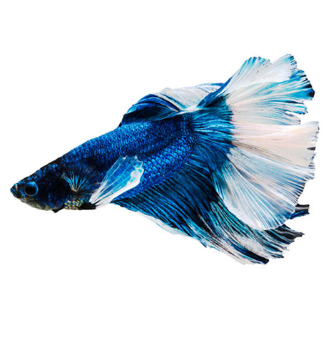 FANCY COLOURED BETTA