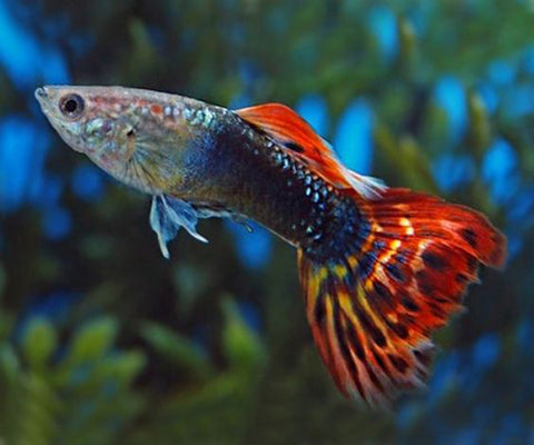 FANCY TAIL GUPPY