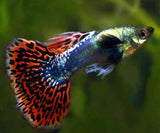 FANCY TAIL GUPPY