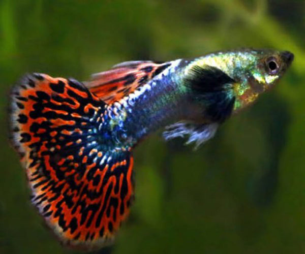 FANCY TAIL GUPPY