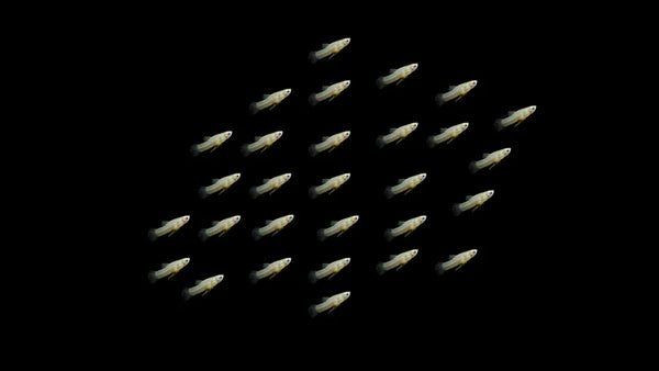 FEEDING GUPPIES PACK OF -10 PCS