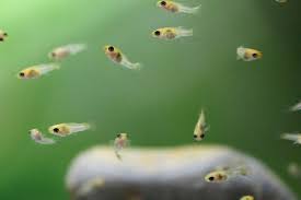 FEEDING GUPPIES