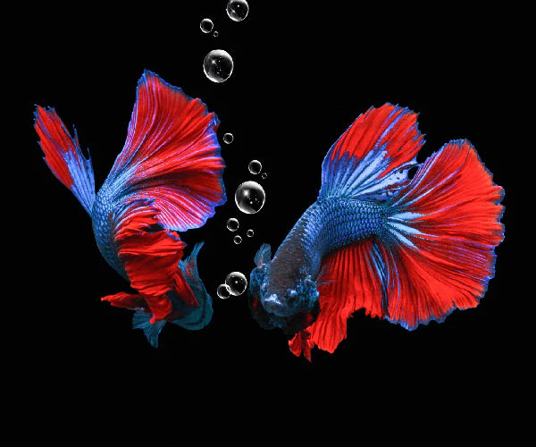FEMALE BETTA COMBO