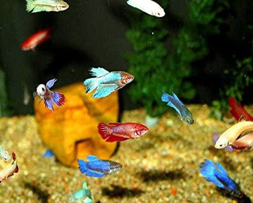FEMALE BETTA