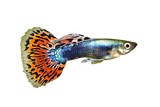 FEMALE GUPPIES