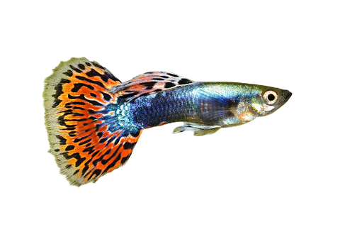 FEMALE GUPPIES