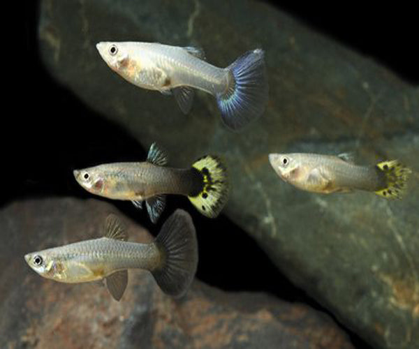 Female Guppies