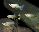 FEMALE GUPPIES