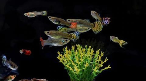 Female Guppy Pack of 10 Pcs