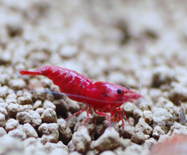 Fire Red Shrimp