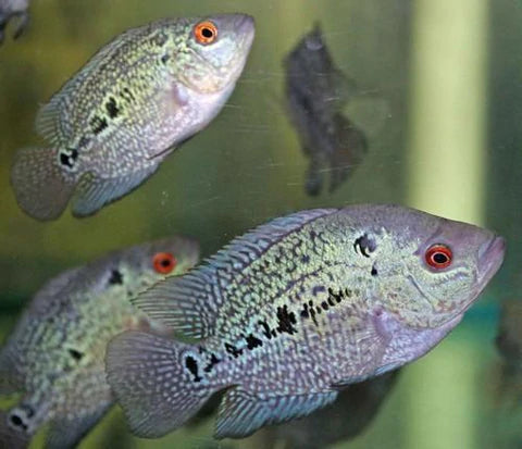 FLOWER HORN FISH BABY