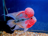 FLOWER HORN