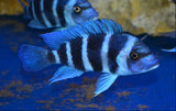 FRONTOSA 1- 2 INCH
