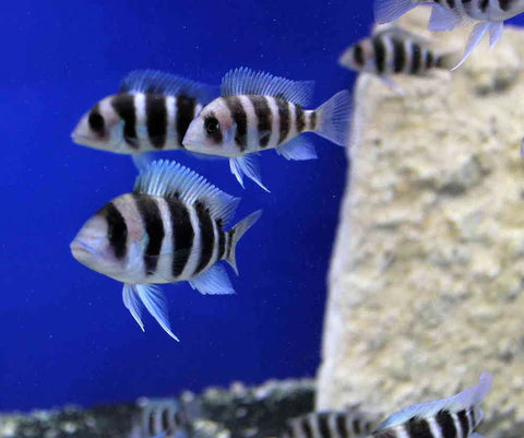 FRONTOSA 1- 2 INCH