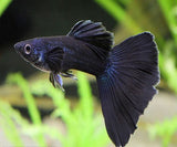 FULL BLACK GUPPY
