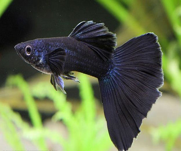 FULL BLACK GUPPY