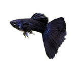 FULL BLACK GUPPY