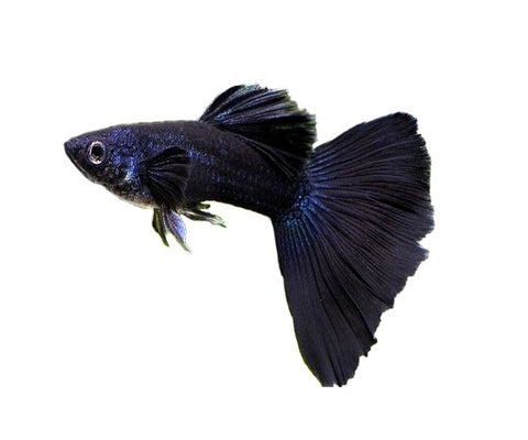 FULL BLACK GUPPY