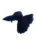 FULL BLACK GUPPY