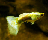 FULL GOLD PLATINUM GUPPY