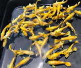 FULL GOLD PLATINUM GUPPY