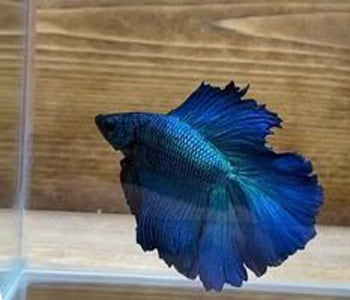 FULL MOON BLUE BETTA