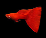 FULL RED ALBINO GUPPY