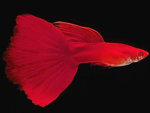 FULL RED ALBINO GUPPY