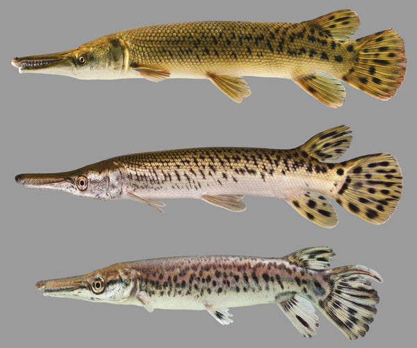 GAR