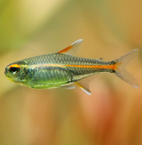 GLOW LIGHT TETRA