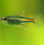 GLOW LIGHT TETRA