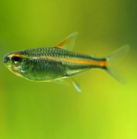 GLOW LIGHT TETRA