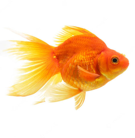 Gold Fish