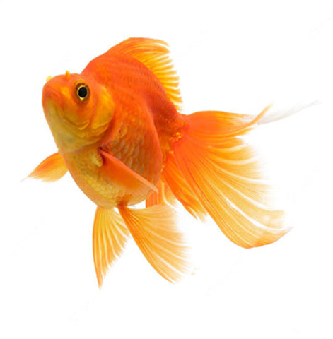 Gold Fish