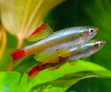 GOLD WHITE CLOUD MOUNTAIN MINNOW TETRA