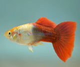 GOLDEN RED GUPPY