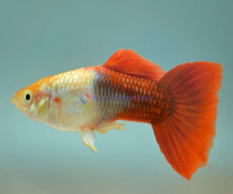 GOLDEN RED GUPPY