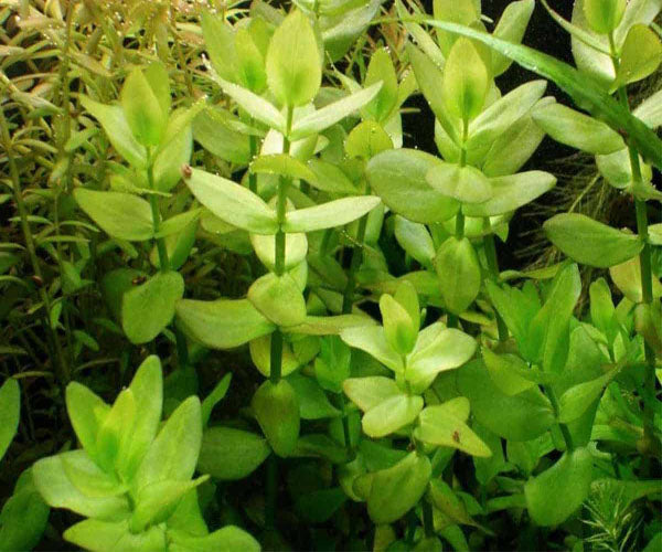 Green Bacoba