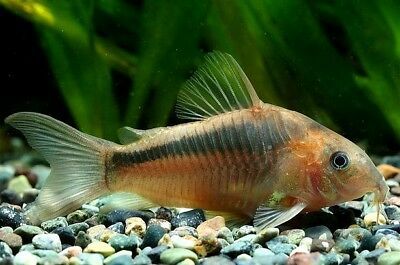 GREEN CORY
