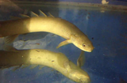 Green Senegal 3' Inches