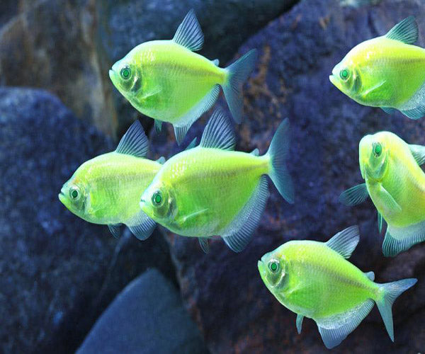 GREEN WIDOW TETRA COMBO
