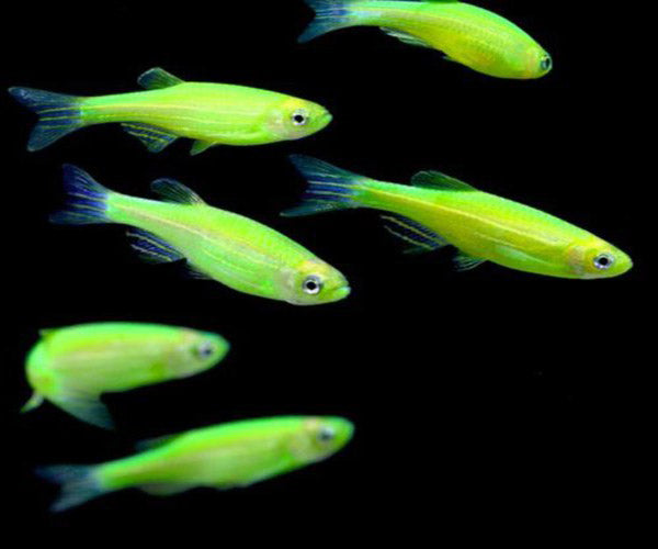 Green Zebra Glo Fish