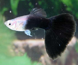 HALF BLACK GUPPY