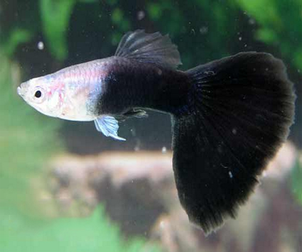 HALF BLACK GUPPY