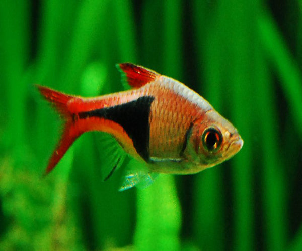 Harlequin Rasbora