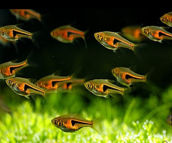 Hengeli Rasboras
