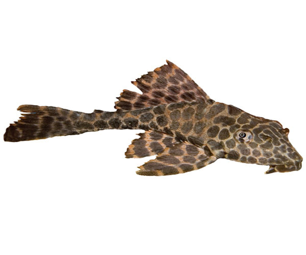 Hi Fin Plecos